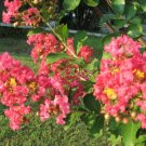 10 seeds - Crepe Myrtle Pink Velour Crape Myrtle Lagerstroemia Plant #ggvm5