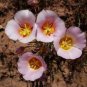8 seeds - Calochortus nuttallii Sego Lily Plant #ggvm5