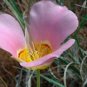 8 seeds - Calochortus nuttallii Sego Lily Plant #ggvm5