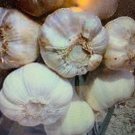 FRESH CALIFORNIA SOFTNECK GARLIC BULB, 4 Bulbs