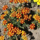 100 Seeds - French Marigold Court Jester - Beautiful Flower Garden For Your Home Garden