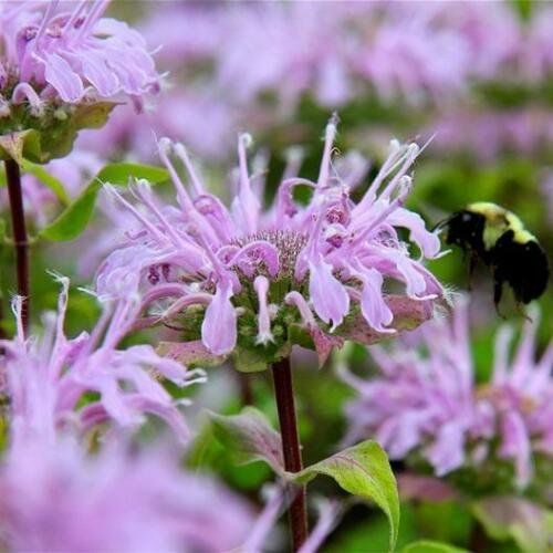 500 seeds - Bee Balm Wild Bergamot Perennial Flower - For Your Home Garden #mtns6