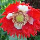 500 seeds - Poppy  Somniferum Red Flower - For Your Home Garden #mtns6