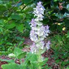 100 seeds - Clary Sage Bluish White Salvia Perennial Flower - For Your Home Garden #mtns6