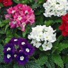 200 seeds - Verbena Compacta Mix Dwarf Groundcover Flower - For Your Home Garden #mtns6