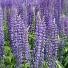 50 seeds - Lupine Wild Perennial Hummingbird Flower - For Your Home Garden #mtns6