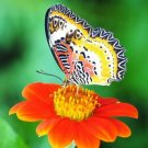 100 seeds - Mexican Sunflower Torch Bees Butterflies Flower - For Your Home Garden #mtns6