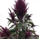 1500 seeds - Amaranth Opopeo Red Flower Edible Leaves & Grain  - For Your Home Garden #mtns6