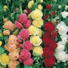 50 seeds - Hollyhock Majorette Double Flowers Mixed Color - For Your Home Garden #mtns6