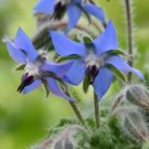 100 seeds - Borage Blue Edible Flowers Honey Bees Tall - For Your Home Garden #mtns6