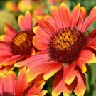 100 seeds - Blanket Perennial Gaillardia Native Wildflower - For Your Home Garden #mtns6