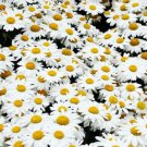 200 seeds - Shasta Daisy Chrysanthemum Perennial Flower - For Your Home Garden #mtns6