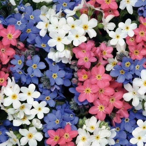 200 seeds - Forget Me Nots Mixed Color Perennial Flower - For Your Home Garden #mtns6