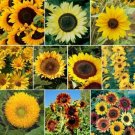 50 seeds - Sunny Sunflower Mix 10 Species Flower - For Your Home Garden #mtns6