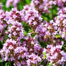300 seeds - Creeping Thyme Wild Groundcover Perennial Flower - For Your Home Garden #mtns6