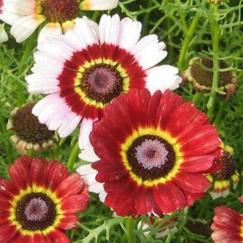 200 seeds - Painted Daisy Mixed Colors Pollinators Flower - For Your Home Garden #mtns6
