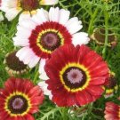 200 seeds - Painted Daisy Mixed Colors Pollinators Flower - For Your Home Garden #mtns6