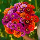 100 seeds - Zinnia Purple Dream Mix Flower - For Your Home Garden #mtns6