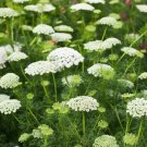 200 seeds - Bishop's Flower Seeds Flowers - For Your Home Garden #mtns6