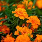 100 seeds -French Marigold Tangerine Double Dwarf Flowers - For Your Home Garden #mtns6