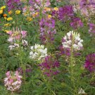 200 seeds - Cleome Mixed Color Spider Plant Flowers - For Your Home Garden #mtns6