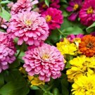 100 seeds - Zinnia Dahlia Flowered Mix Butterflies Flowers - For Your Home Garden #mtns6