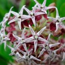 50 seeds - Butterfly Showy Milkweed Perennial Flowers - For Your Home Garden #mtns6