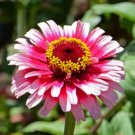 100 seeds - Zinnia Strawberry Parfait Mix Flowers - For Your Home Garden #mtns6