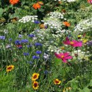 500 seeds - Drought Resistant Wildflower Mix 25 Species - For Your Home Garden #mtns6