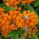 500 seeds - Monarch Butterfly Wildflower MIX with Milkweed - For Your Home Garden #mtns6