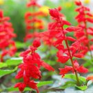 300 seeds - Scarlet Sage Annual / Perennial Hummingbird Flower - For Your Home Garden #mtns6