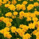 100 seeds - Lance-Leaf Coreopsis Sunburst Perennial - For Your Home Garden #mtns6