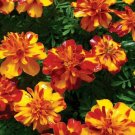 100 seeds - French Marigold Bolero Mix Flower - For Your Home Garden #mtns6