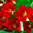 20 seeds - Nasturtium Mahogany Gleam Vine Pollinators Red - For Your Home Garden #mtns6