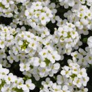 500 seeds - Rock Cress White Groundcover Rockcress - For Your Home Garden #mtns6