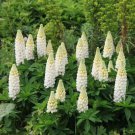 20 seeds - Russell Lupine Perennial White - For Your Home Garden #mtns6
