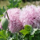 500 seeds - Poppy Lilac Pompom Somniferum Edible - For Your Home Garden #mtns6