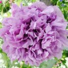 300 seeds - Poppy Double Purple Blooms Flower - For Your Home Garden #mtns6