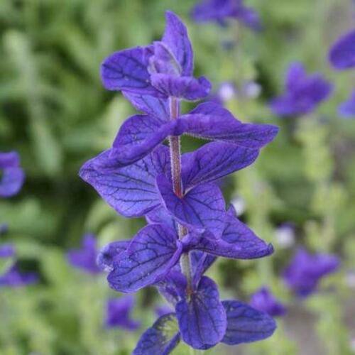 100 seeds - Clary Sage Blue Monday Salvia Perennial - For Your Home Garden #mtns6