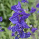 100 seeds - Clary Sage Blue Monday Salvia Perennial - For Your Home Garden #mtns6