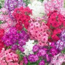 100 seeds - Phlox Dwarf Mix 12" Tall Rock Gardens - For Your Home Garden #mtns6