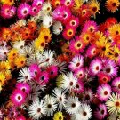 1000 seeds - Daisy Ice Plant Livingstone Mix Dwarf 5" Groundcover - For Your Home Garden #mtns6
