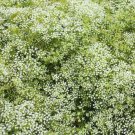 150 seeds - Babys Breath Perennial Classic Flowers - For Your Home Garden #mtns6