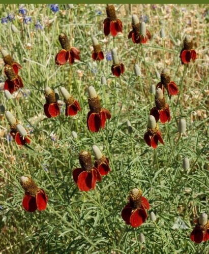 500 seeds - Coneflower Dwarf Red Pollinators Meadow - For Your Home Garden #mtns6