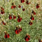 500 seeds - Coneflower Dwarf Red Pollinators Meadow - For Your Home Garden #mtns6