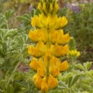 50 seeds - Yellow Lupine Annual Drought Tolerant - For Your Home Garden #mtns6