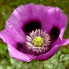 500 seeds - Poppy Hungarian Breadseed Purple Fall - For Your Home Garden #mtns6