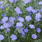 200 seeds - Blue Flax Perennial Linum Lewisii - For Your Home Garden #mtns6