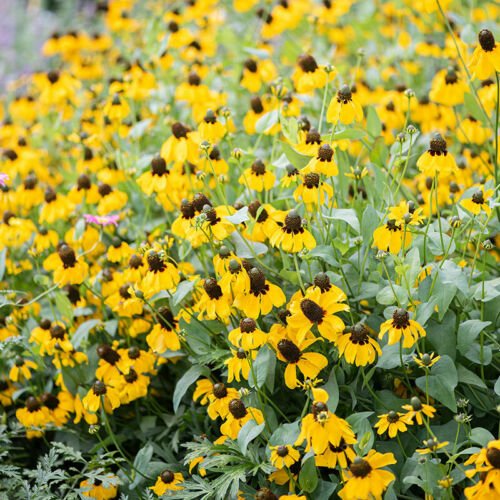 200 seeds - Clasping Coneflower Pollinators Meadow Native - For Your Home Garden #mtns6