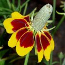 300 seeds - Coneflower Mexican Hat Flowers - For Your Home Garden #mtns6